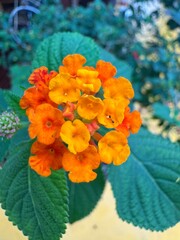 Orange color West Indian Lantana Flower or Bunga tahi ayam. Nature Background. Macro Photography. Closeup