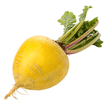 Yellow beet isolated on a transparent background