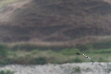Bird in flight