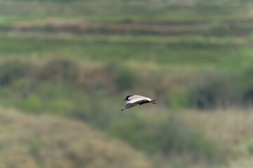 Bird in flight