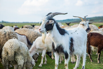 Obraz premium Herd of sheep grazing on a green meadow in the village in Republic of Moldova.