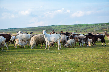 Fototapeta premium Herd of sheep grazing on a green meadow in the village in Republic of Moldova.