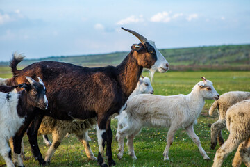 Herd of sheep grazing on a green meadow in the village in Republic of Moldova.