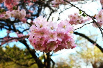 Obraz premium Cherry blossoms in full bloom.