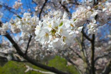 Cherry blossoms in full bloom against blue sky.