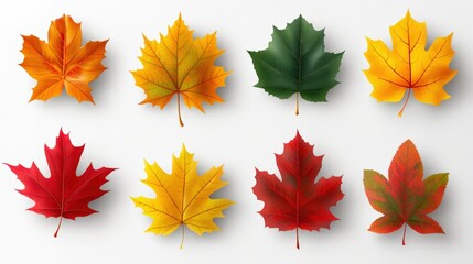 Fototapeta premium Colorful autumn maple leaves display vibrant seasonal changes from green to yellow orange and red on a simple white background representing fall.