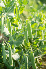 green pea pods on a pea plants in a garden. Growing peas outdoors