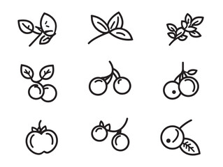Elegant Cranberry Line Art for Organic Fresh Fruit Illustration