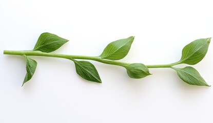 Obraz premium Green Stem with Ovate Leaves on White Background