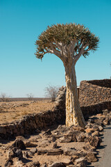 quiver tree by dry season