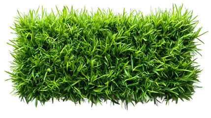 Green grass lawn texture from above on transparent background, organic nature background for environmental projects and outdoor themes, high quality photorealistic.