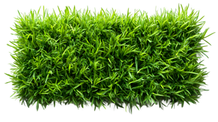 Green grass lawn texture from above on transparent background, organic nature background for environmental projects and outdoor themes, high quality photorealistic.