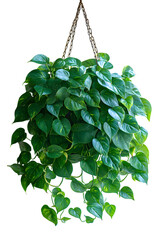 Hanging Pothos vine plant on transparent background, popular easy care houseplant photo for botanical topics and lifestyle content, high quality photorealistic.