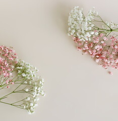 Flowers background template with copy space.Pink and white gypsophila flowers or baby's breath...