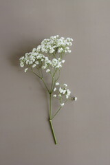Minimalistic Flowers background with white gypsophila flowers or baby's breath flowers close up branch on beige background top view . Aesthetic floral card, poster
