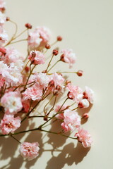 Flowers background  with copy space. Pink gypsophila flowers or baby's breath flowers close up  on beige background . Fine art print. Holiday backdrop.