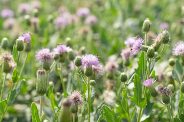 Obraz premium Thistle flowers bloom on the grassland