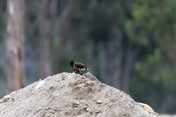 Common myna on the sand