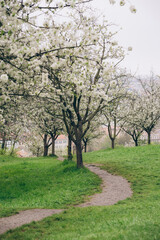 Springtime blossoms create a serene pathway in the parks of Prague