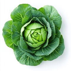 Fototapeta premium Fresh head of green cabbage