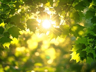 Sun flare through leaves summer sunlight