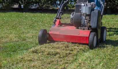 Gardener uses a scarifier to remove moss from a lawn, improving its health and appearance, Seasonal gardening on a bright sunny spring day,