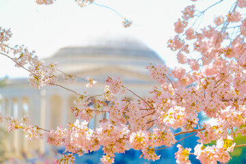 ワシントンDCの満開の桜とトーマス・ジェファーソン記念碑