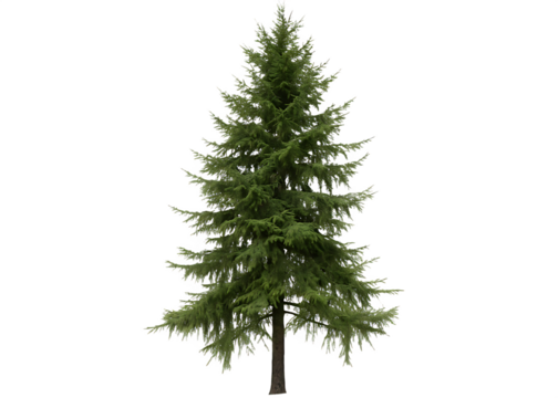 pine fir tree isolated on white background PNG