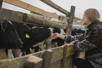 A young female worker strokes a calf in a stall on a livestock farm. Farming concept.