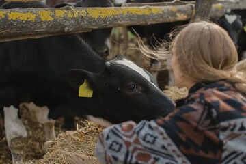 A young female worker strokes a calf in a stall on a livestock farm. Farming concept.