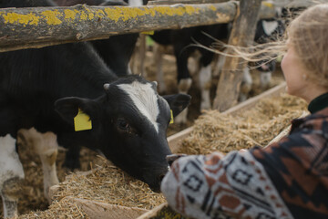 A young female worker strokes a calf in a stall on a livestock farm. Farming concept.