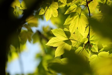 Close-up of spring maple leaves on tree branch