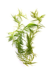 Obraz premium portion of Ceratophyllum in studio