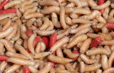 Wiggling maggots in large numbers
