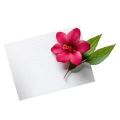 A pink flower is on top of a white piece of paper. Isolated on transparent background