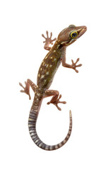 Obraz premium A gecko with brown and white spots on its body, standing upright against a transparent background