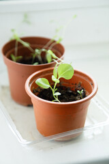 Green basil planted outdoors