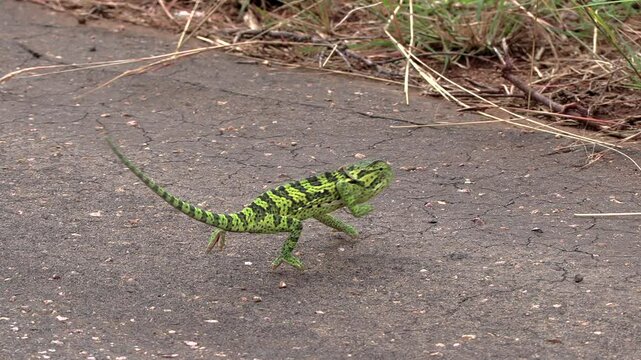 A flap - necked chameleon walks in a funny forward backward motion on an asphalt road.
