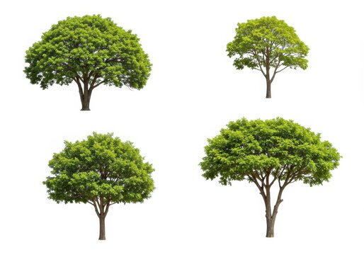 Four isolated trees with green foliage on a white background, showcasing different shapes and sizes of the tree canopies - Powered by Adobe