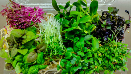 Colorful variety of fresh microgreens in plastic container