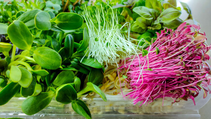 Fresh assorted microgreens with vibrant colors in plastic box