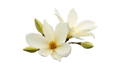 white frangipani flower