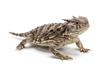 Obraz premium Close-up of a horned lizard with spiky scales and horns on its head, standing on a white background