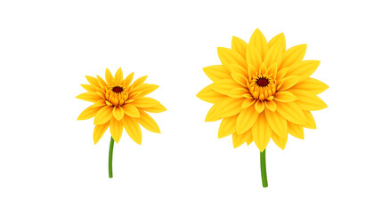 Obraz premium Vibrant yellow flowers botanical photography studio close-up nature beauty