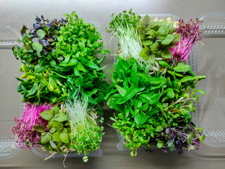 Fresh microgreens mix in two open plastic containers