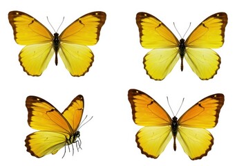 Fototapeta premium Four yellow butterflies with brown markings are displayed on a white background in various poses