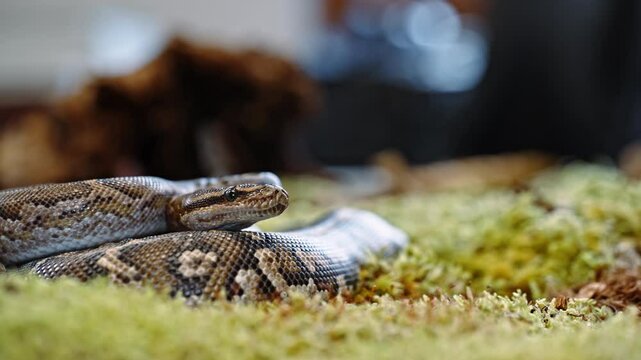 Snake resting on green moss, showing its scales and calm demeanor in a close-up shot