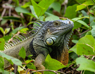 Fototapeta premium A vibrant green iguana camouflaged amidst dense tropical vegetation. Its scales shimmer in the sunlight, showcasing the reptile's intricate details