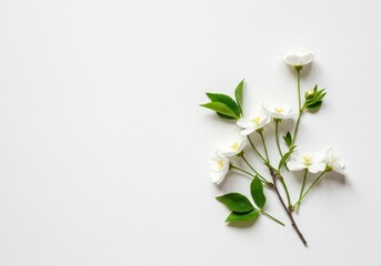 Fototapeta premium Sprig of delicate white flowers and green leaves arranged on a clean white background with copy space