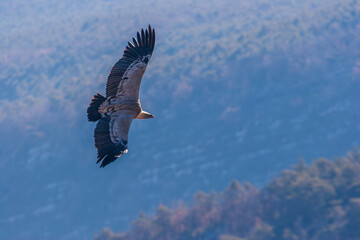 Griffon vulture (Gyps fulvus) soaring above the Verdon Gorges in southeastern France.